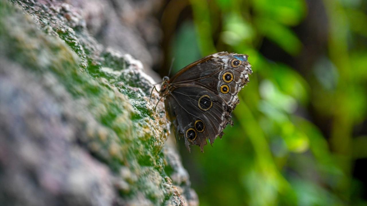 Halkın bir günlük ömür biçtiği 'pullu kanatlar' 12