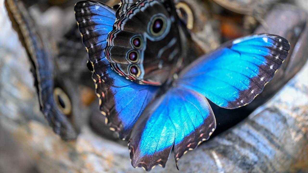 Halkın bir günlük ömür biçtiği 'pullu kanatlar' 2