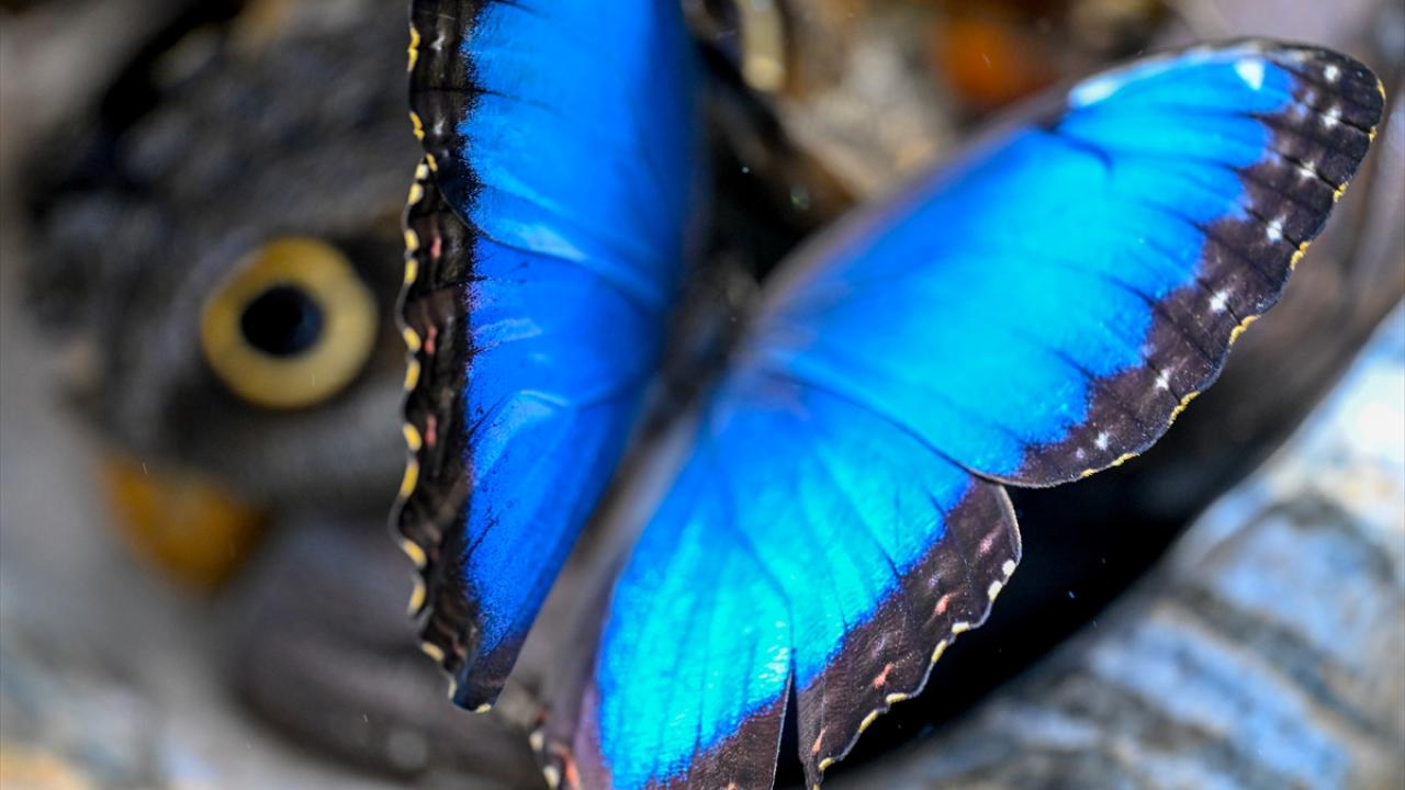 Halkın bir günlük ömür biçtiği 'pullu kanatlar' 7