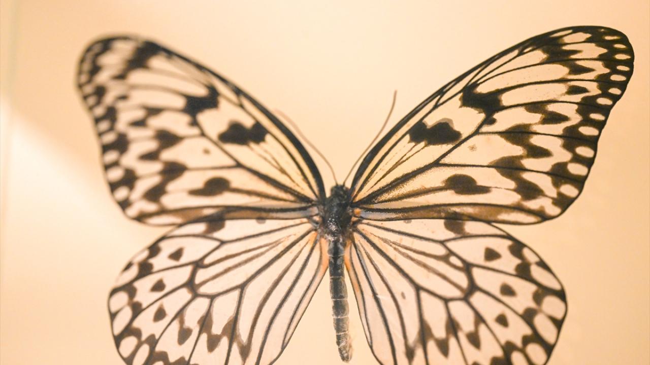 Halkın bir günlük ömür biçtiği 'pullu kanatlar' 10