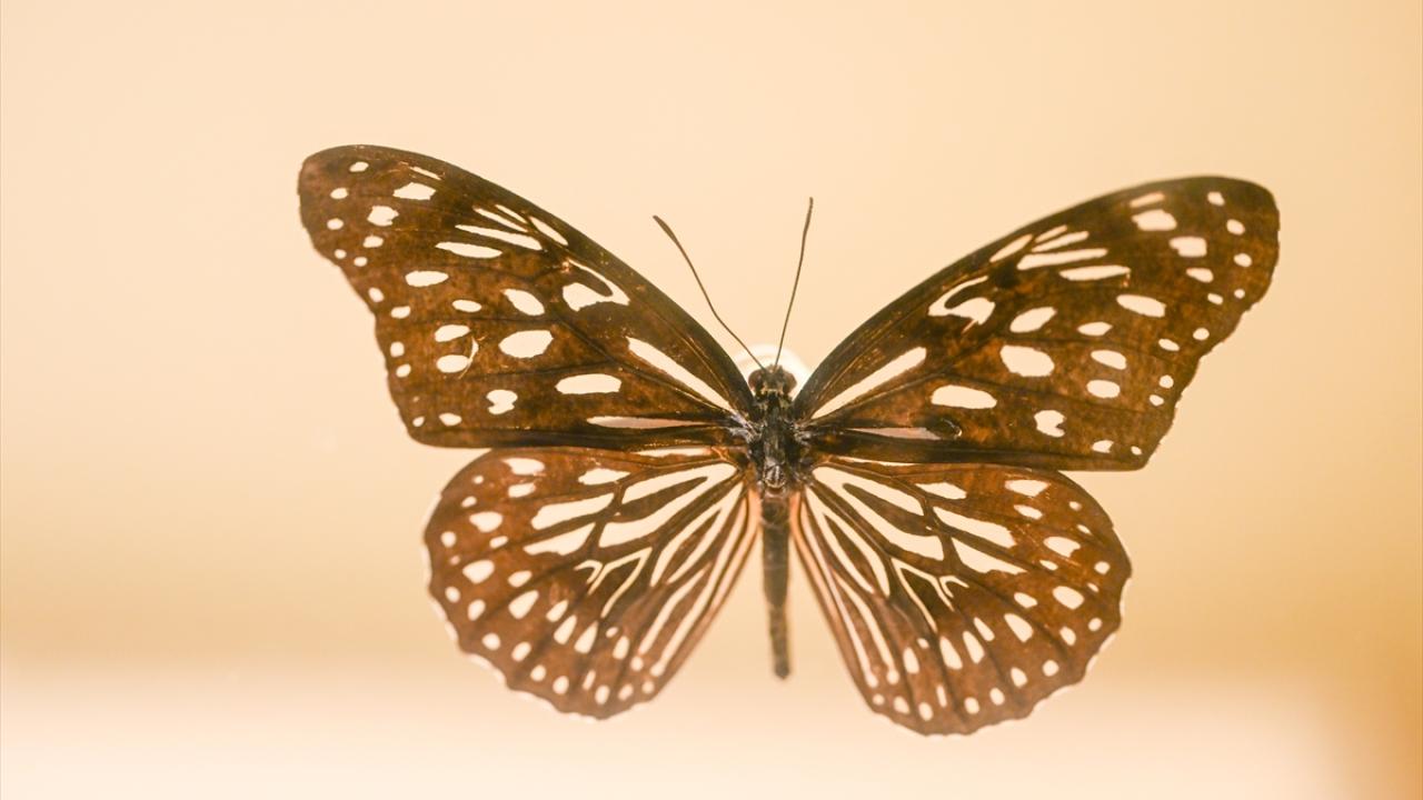 Halkın bir günlük ömür biçtiği 'pullu kanatlar' 8