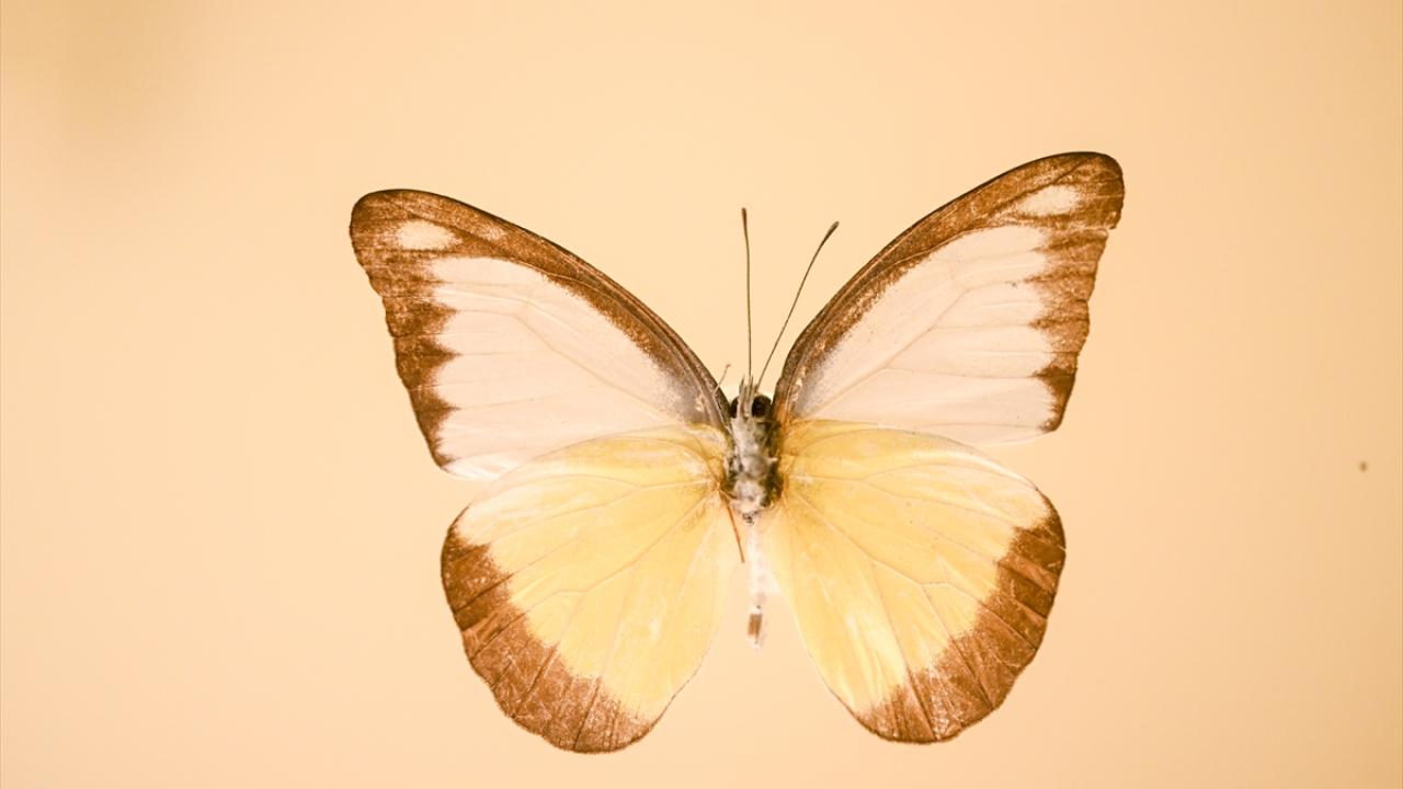 Halkın bir günlük ömür biçtiği 'pullu kanatlar' 9