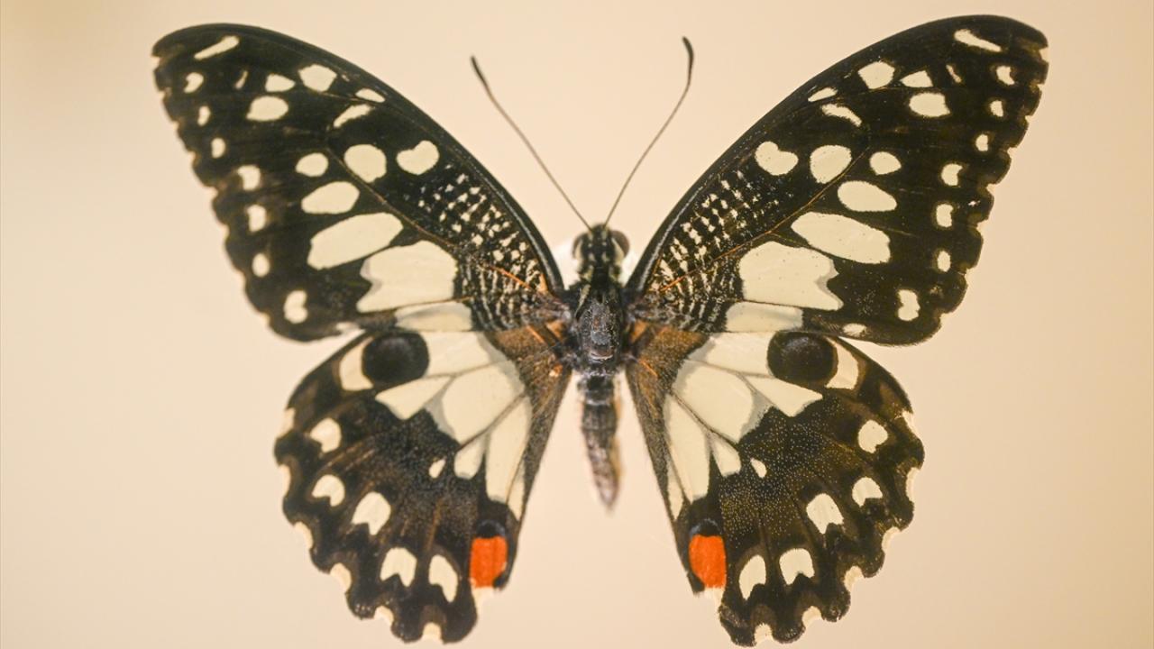 Halkın bir günlük ömür biçtiği 'pullu kanatlar' 5