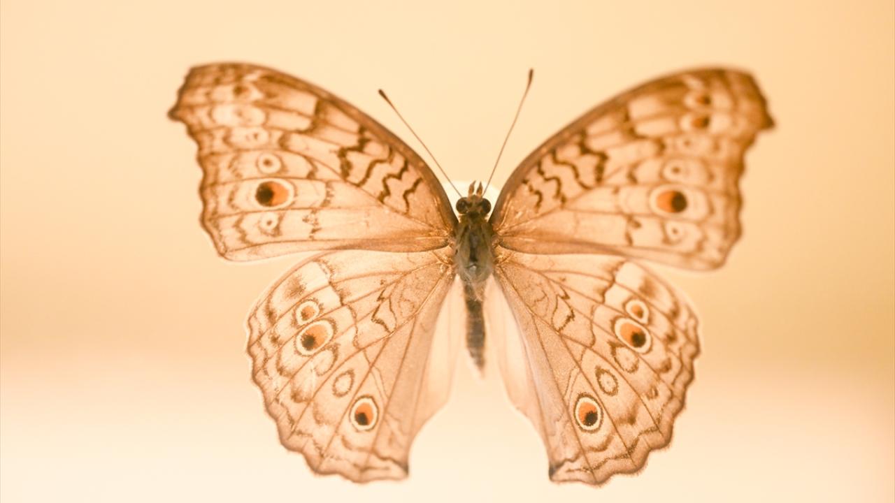 Halkın bir günlük ömür biçtiği 'pullu kanatlar' 6