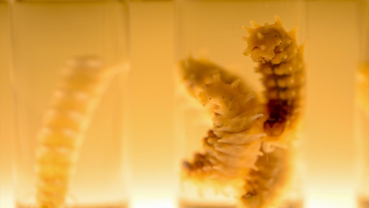 Halkın bir günlük ömür biçtiği 'pullu kanatlar' 4