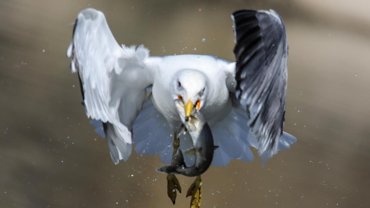 Seyrine doyumsuz göç başladı 14