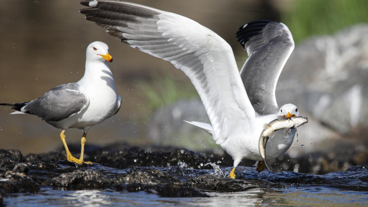 Seyrine doyumsuz göç başladı 12