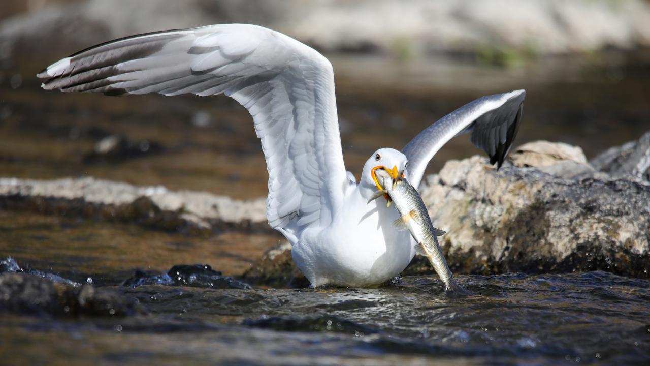 Seyrine doyumsuz göç başladı 13