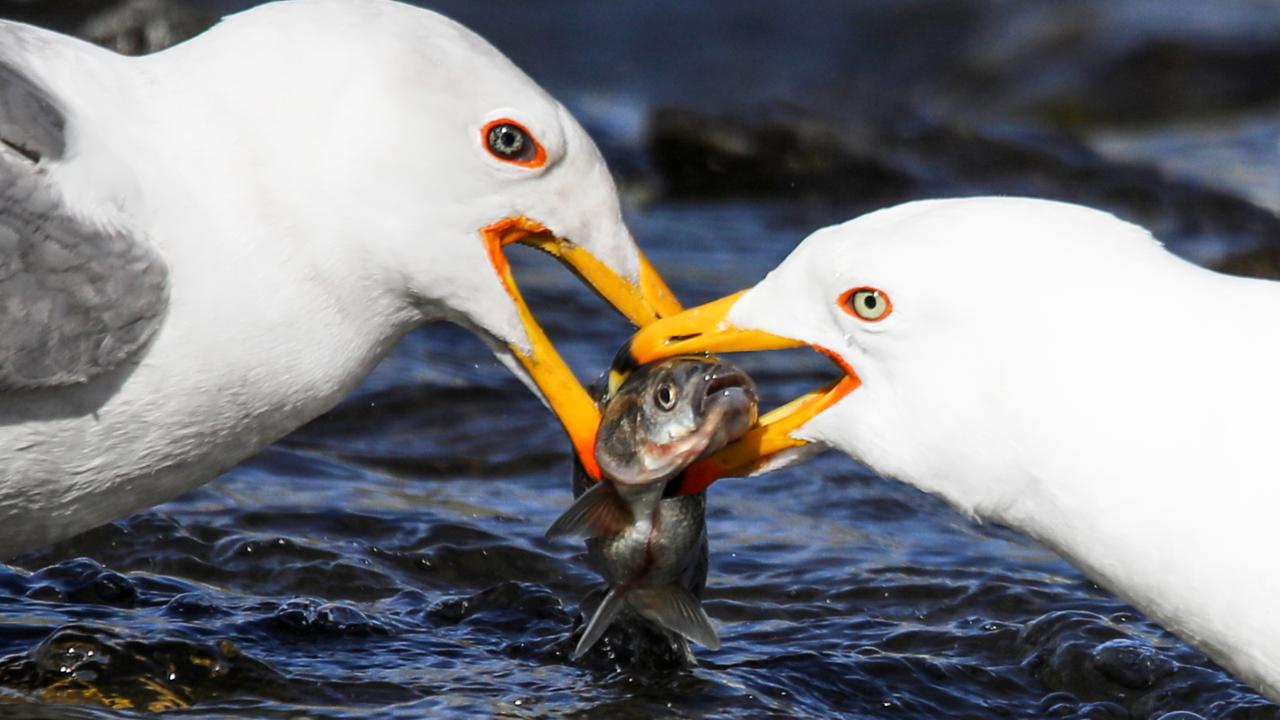 Seyrine doyumsuz göç başladı 10