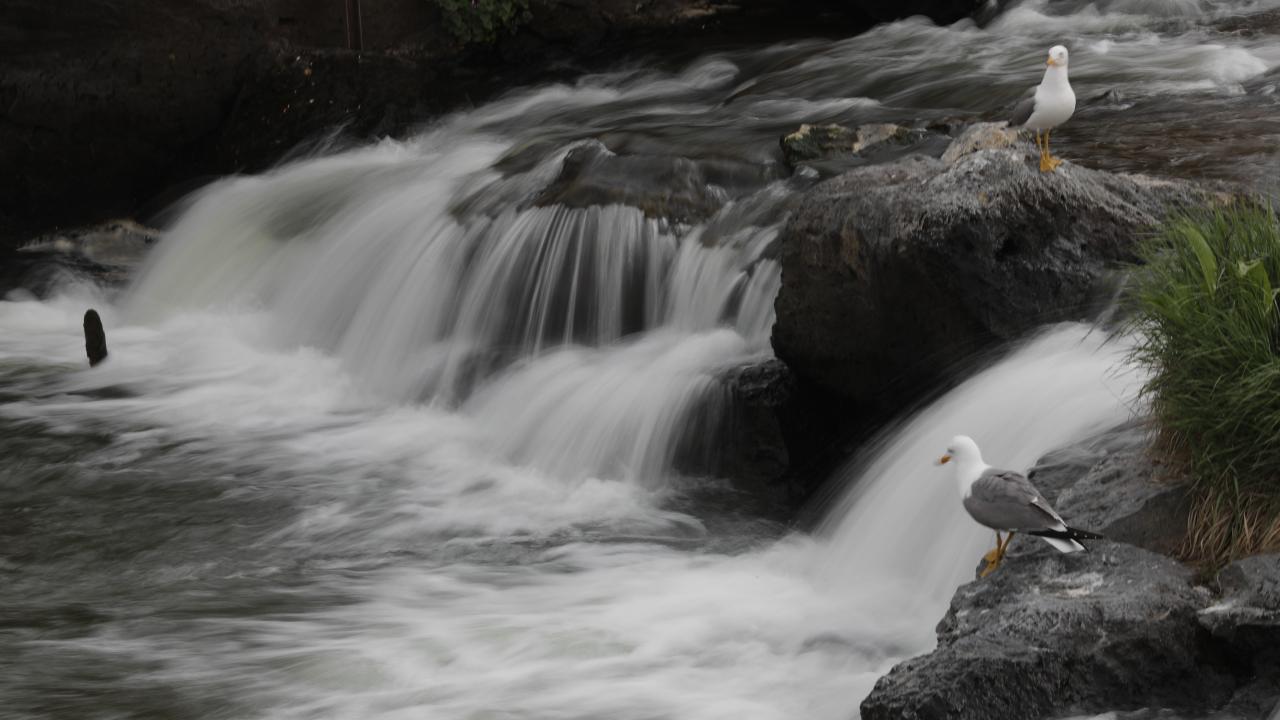 Seyrine doyumsuz göç başladı 2