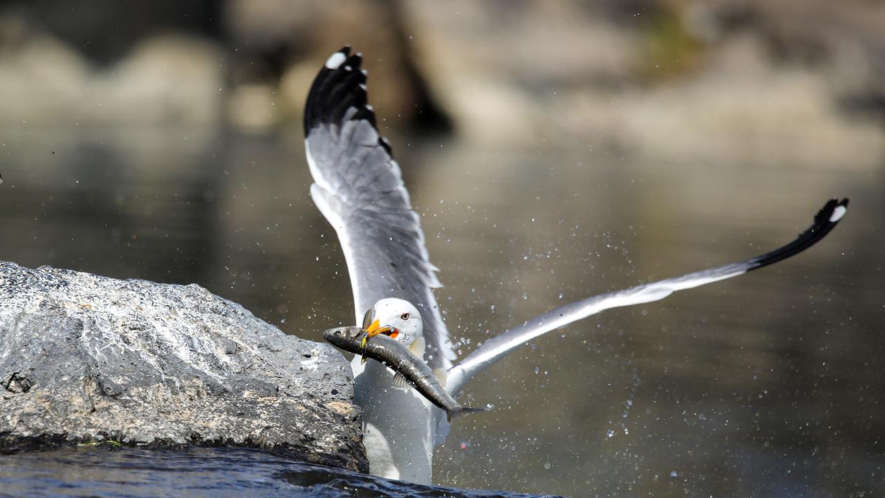 Seyrine doyumsuz göç başladı 9