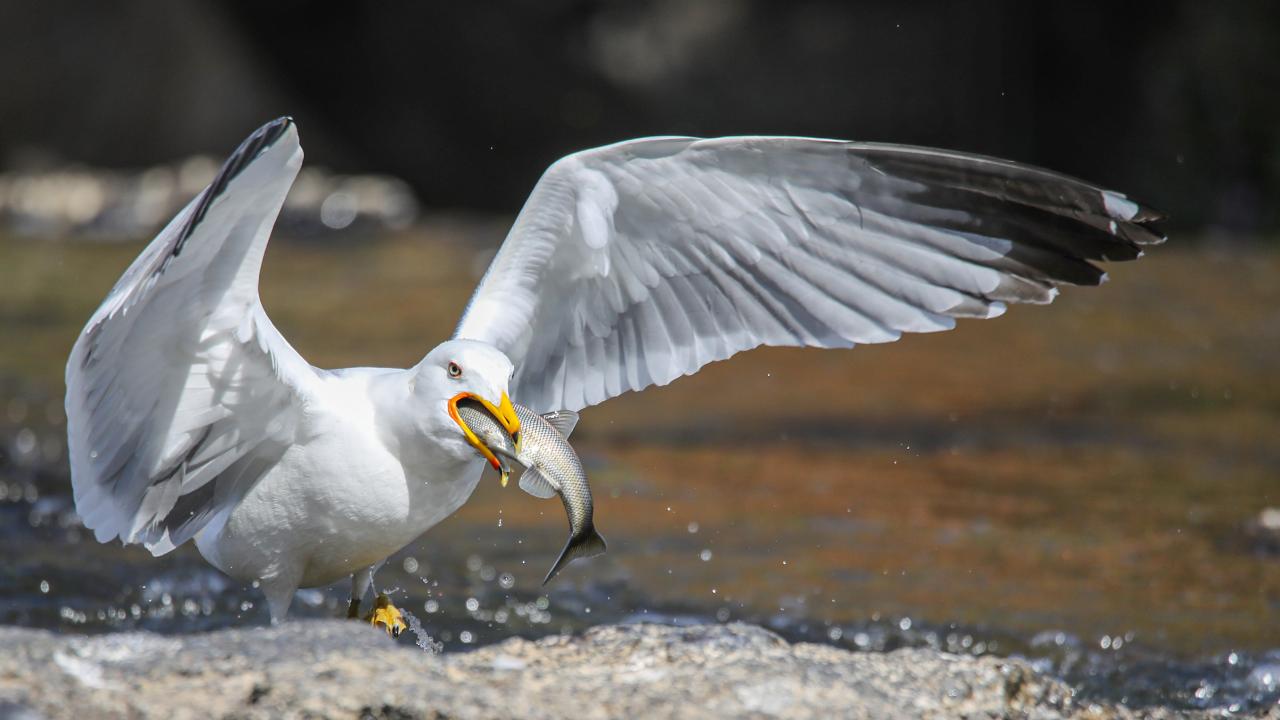 Seyrine doyumsuz göç başladı 7