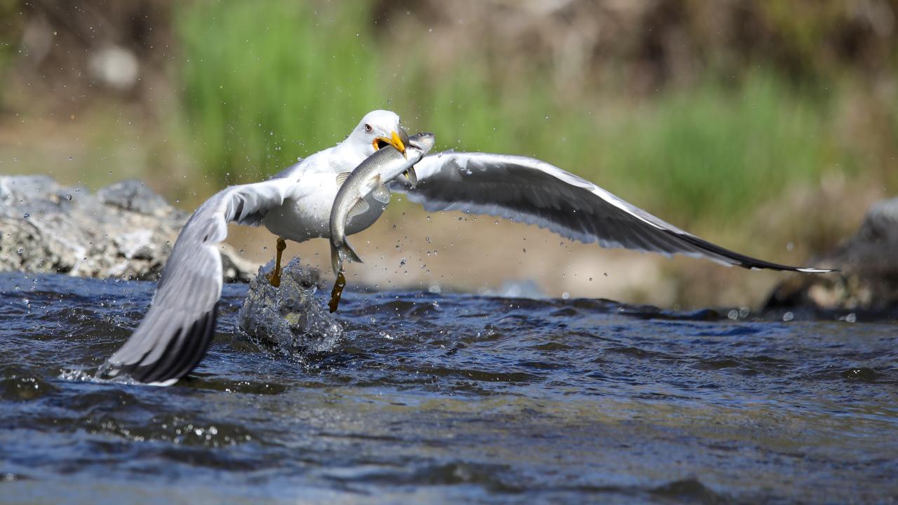 Seyrine doyumsuz göç başladı 8