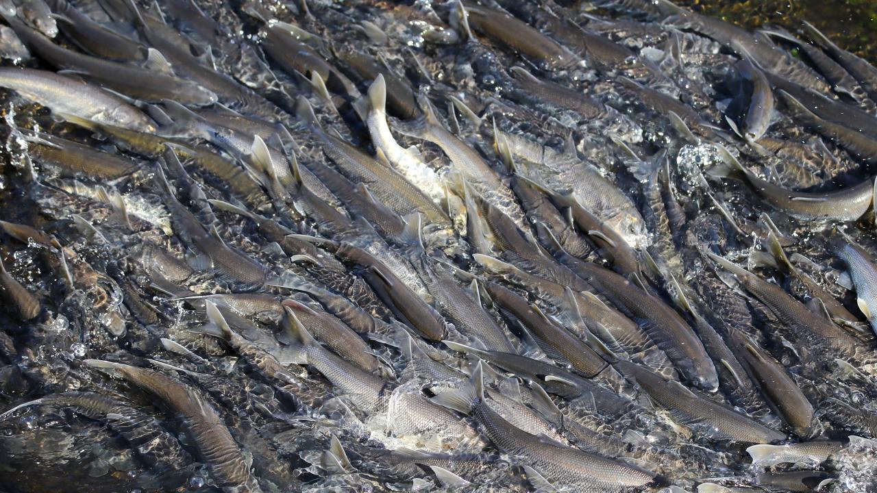 Seyrine doyumsuz göç başladı 1