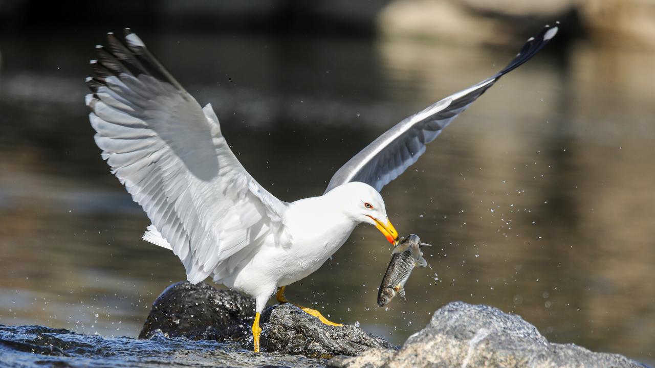 Seyrine doyumsuz göç başladı 4