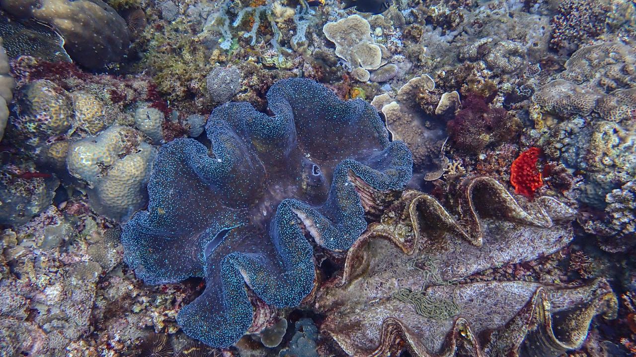 Filipinler'de ender bulunan Dev İstiridye görüntülendi 2