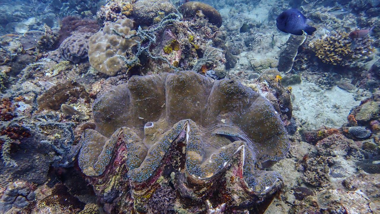 Filipinler'de ender bulunan Dev İstiridye görüntülendi 10