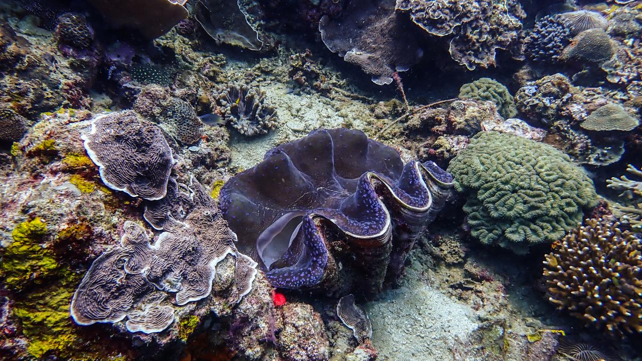 Filipinler'de ender bulunan Dev İstiridye görüntülendi 9