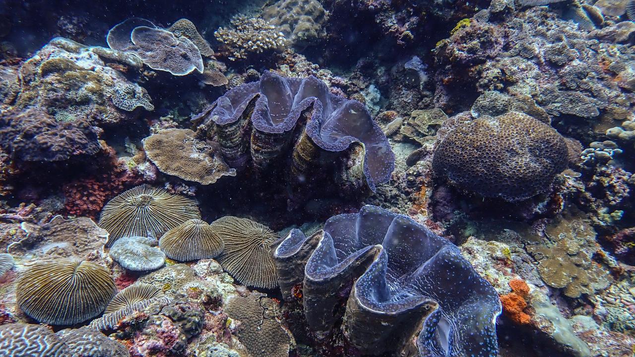 Filipinler'de ender bulunan Dev İstiridye görüntülendi 7
