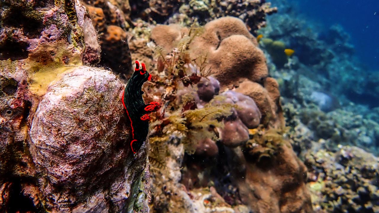 Filipinler'de ender bulunan Dev İstiridye görüntülendi 8