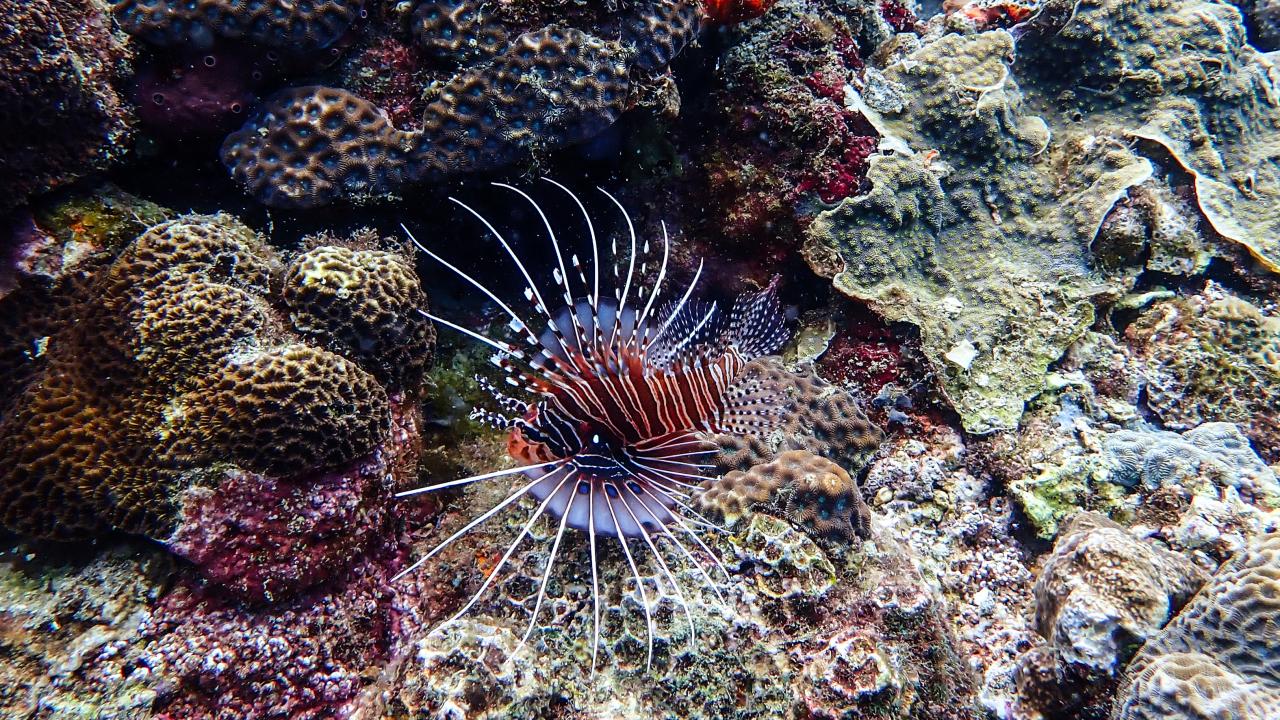 Filipinler'de ender bulunan Dev İstiridye görüntülendi 5