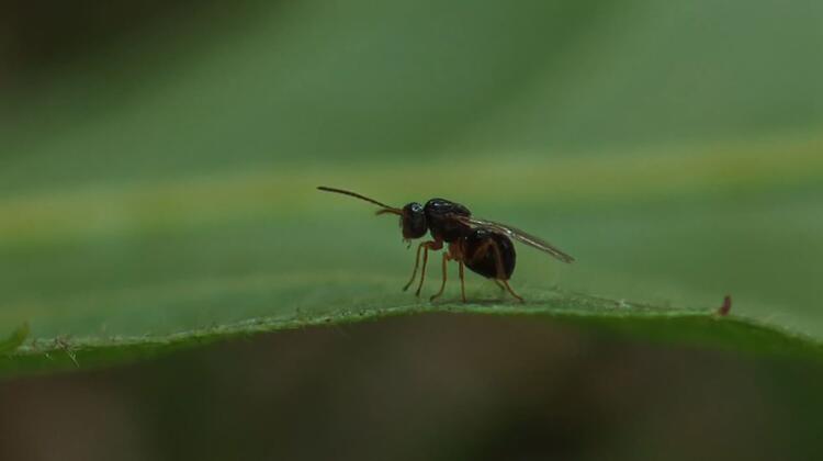 Karadeniz'de 'katil arı'ya karşı 1200 yok edici böcekle mücadele 2