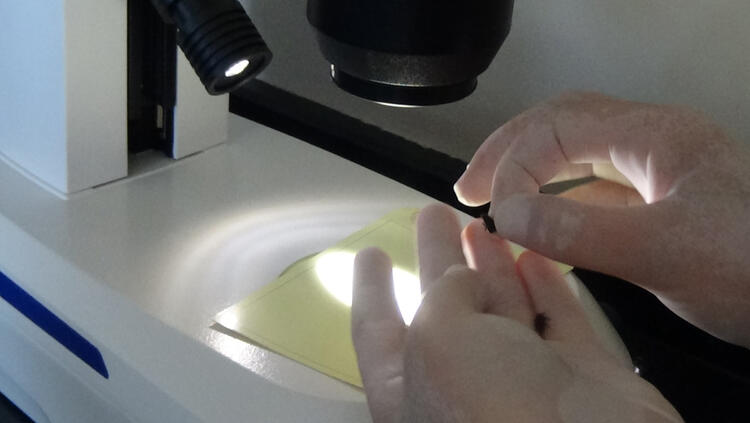 Karadeniz'de 'katil arı'ya karşı 1200 yok edici böcekle mücadele 11