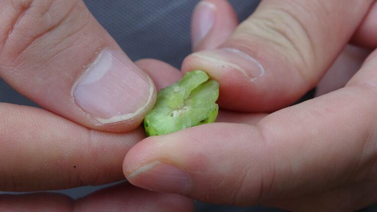 Karadeniz'de 'katil arı'ya karşı 1200 yok edici böcekle mücadele 12