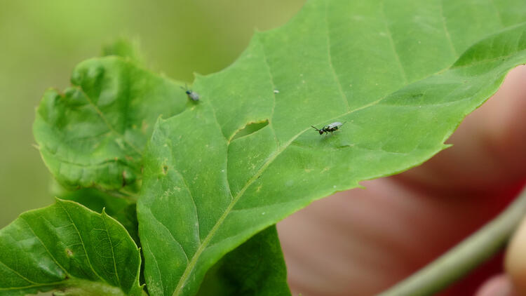 Karadeniz'de 'katil arı'ya karşı 1200 yok edici böcekle mücadele 7