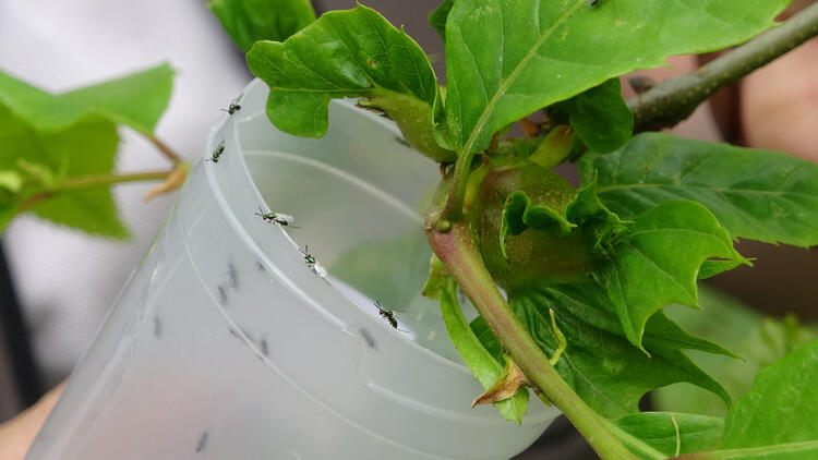 Karadeniz'de 'katil arı'ya karşı 1200 yok edici böcekle mücadele 8