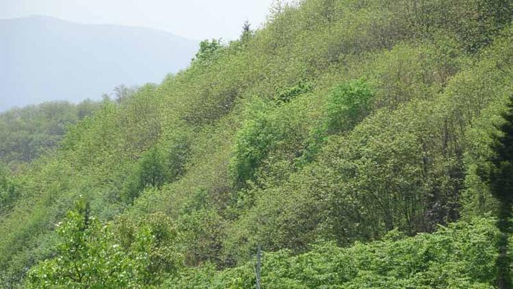 Karadeniz'de 'katil arı'ya karşı 1200 yok edici böcekle mücadele 9