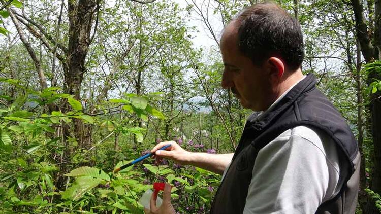 Karadeniz'de 'katil arı'ya karşı 1200 yok edici böcekle mücadele 6