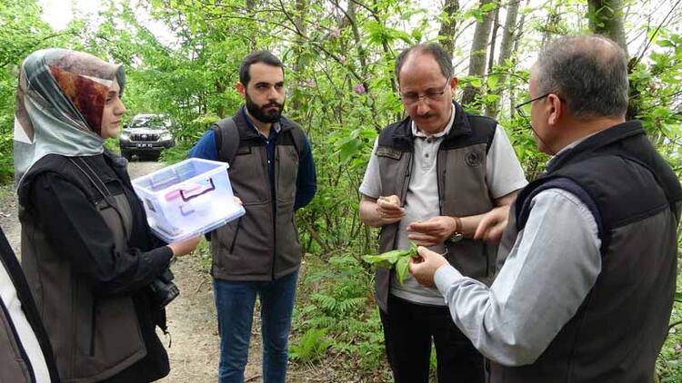 Karadeniz'de 'katil arı'ya karşı 1200 yok edici böcekle mücadele 4