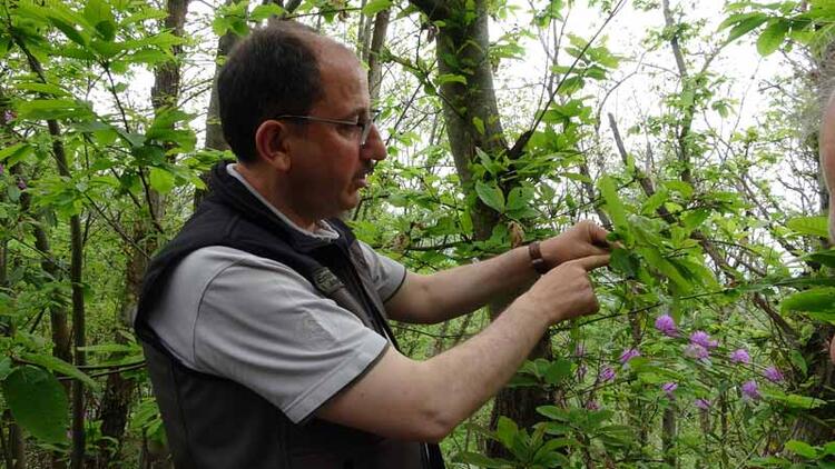 Karadeniz'de 'katil arı'ya karşı 1200 yok edici böcekle mücadele 3