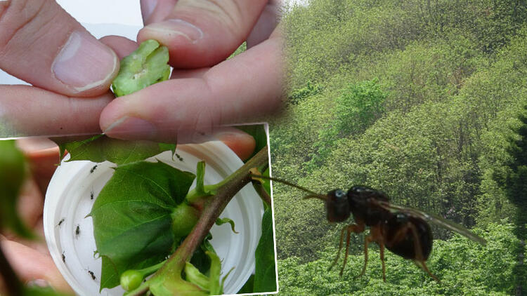 Karadeniz'de 'katil arı'ya karşı 1200 yok edici böcekle mücadele 1