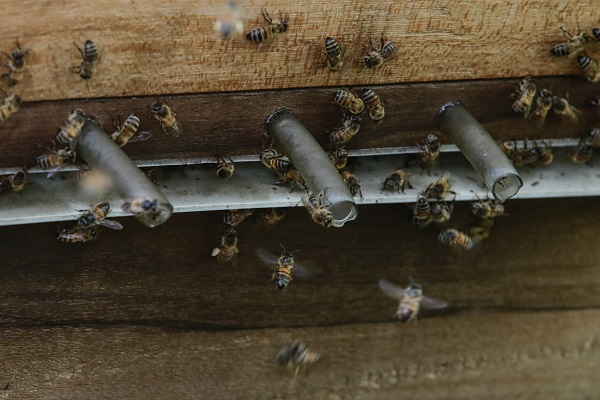 Bilim insanlarından büyük keşif! Bakın arı zehri hangi hastalığa iyi geliyor 4