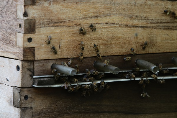 Bilim insanlarından büyük keşif! Bakın arı zehri hangi hastalığa iyi geliyor 6