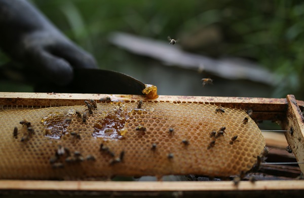 Bilim insanlarından büyük keşif! Bakın arı zehri hangi hastalığa iyi geliyor 5