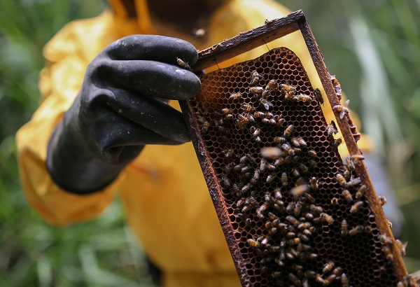Bilim insanlarından büyük keşif! Bakın arı zehri hangi hastalığa iyi geliyor 1