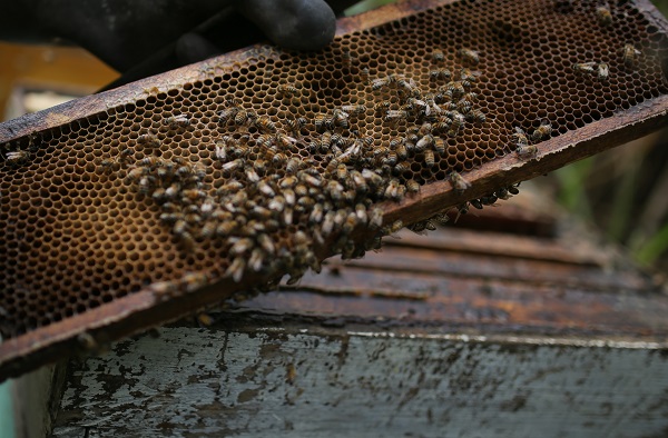 Bilim insanlarından büyük keşif! Bakın arı zehri hangi hastalığa iyi geliyor 8