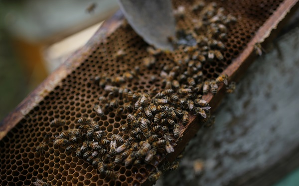 Bilim insanlarından büyük keşif! Bakın arı zehri hangi hastalığa iyi geliyor 10