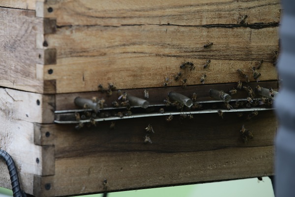 Bilim insanlarından büyük keşif! Bakın arı zehri hangi hastalığa iyi geliyor 7