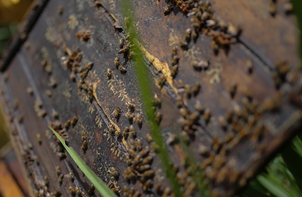 Bilim insanlarından büyük keşif! Bakın arı zehri hangi hastalığa iyi geliyor 3