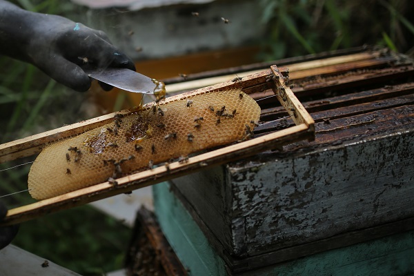 Bilim insanlarından büyük keşif! Bakın arı zehri hangi hastalığa iyi geliyor 2