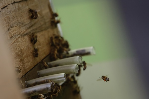 Bilim insanlarından büyük keşif! Bakın arı zehri hangi hastalığa iyi geliyor 9