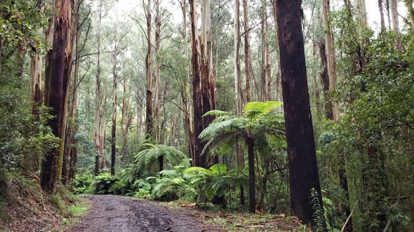 Bu yollarda yürümek cesaret istiyor! Dünyanın en tehlikeli yürüyüş yolları 1