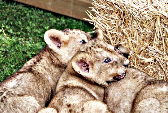 Cumhurbaşkanı Erdoğan'ın yavru aslanları! Hediye edilmişti: İsimleri anket ile belirlenecek! 8