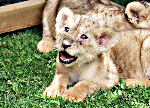 Cumhurbaşkanı Erdoğan'ın yavru aslanları! Hediye edilmişti: İsimleri anket ile belirlenecek! 11
