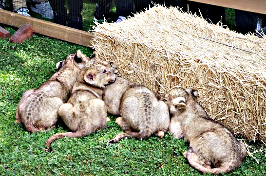 Cumhurbaşkanı Erdoğan'ın yavru aslanları! Hediye edilmişti: İsimleri anket ile belirlenecek! 12