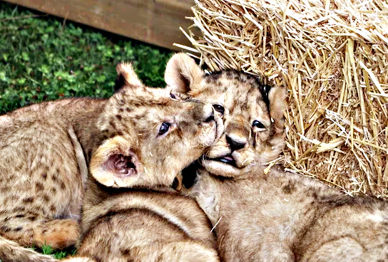 Cumhurbaşkanı Erdoğan'ın yavru aslanları! Hediye edilmişti: İsimleri anket ile belirlenecek! 7